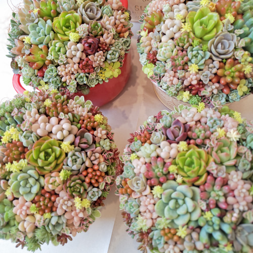 特集掲載】【受注制作】 そのまま飾れる多肉植物 寄せ植え (土、鉢込み