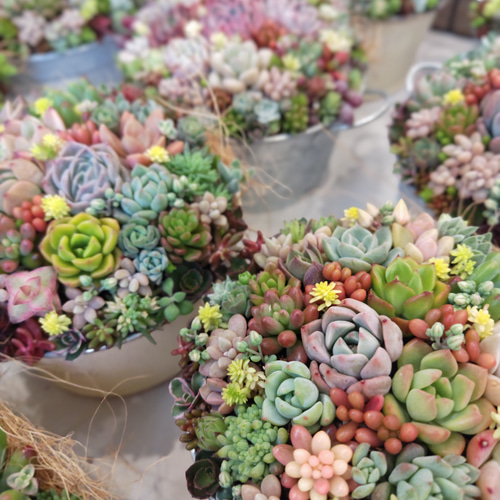 特集掲載】【受注制作】 そのまま飾れる多肉植物 寄せ植え (土、鉢込み