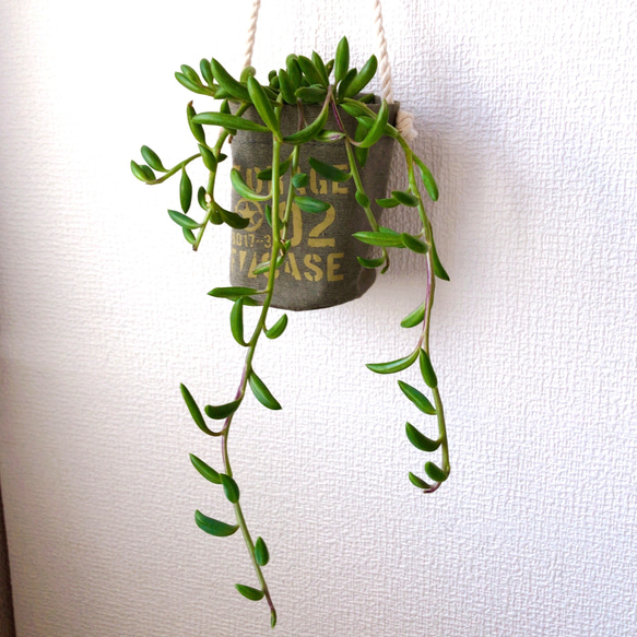 ☆そのまま飾れる☆ アーモンドネックレス苗☆ハンキング☆ 多肉植物