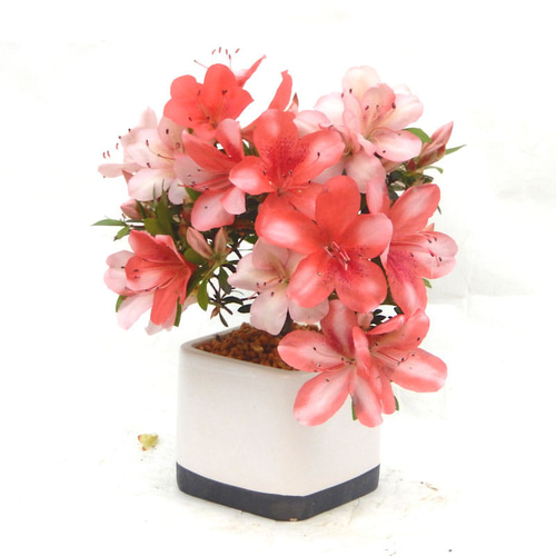桜鏡 さくらかがみ 皐月 さつき サツキ 小品盆栽 ミニ盆栽 皐月