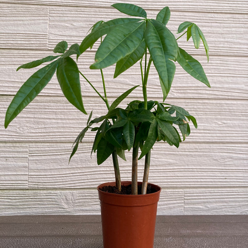 実生パキラ 3株まとめてセット ☆観葉植物 アートフラワー njt1 通販