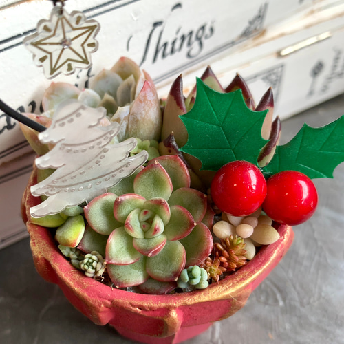 クリスマスの寄せ植え 【多肉植物】赤 多肉植物 とらのお店 通販