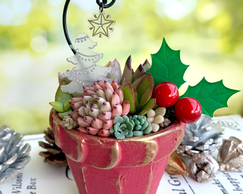 クリスマスの寄せ植え 【多肉植物】赤 多肉植物 とらのお店 通販 クリスマスの寄せ植え 【多肉植物】赤 多肉植物 とらのお店 通販