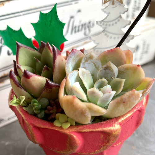 クリスマスの寄せ植え 【多肉植物】赤 多肉植物 とらのお店 通販 