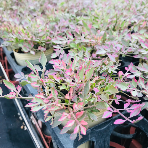 セリ フラミンゴ 寄せ植え カラーリーフ 苗 ガーデニング 庭 観葉植物