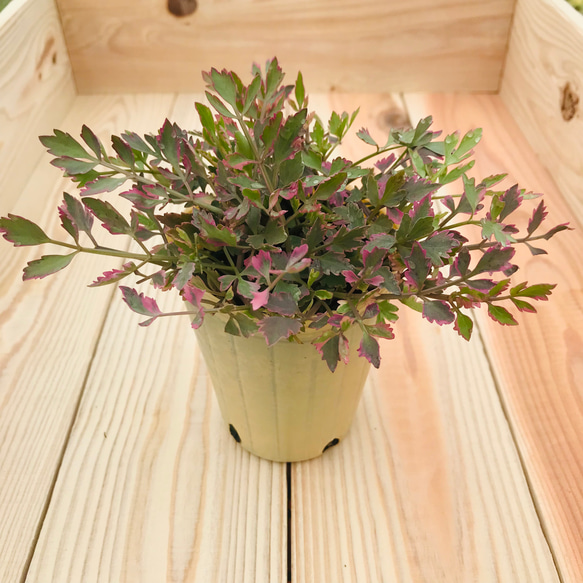 セリ フラミンゴ 寄せ植え カラーリーフ 苗 ガーデニング 庭 観葉植物