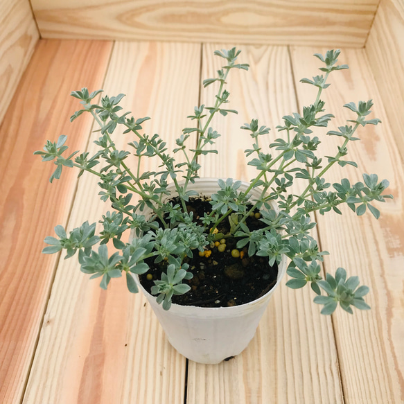 ロータス クレティクス 寄せ植え カラーリーフ 苗 ガーデニング 庭