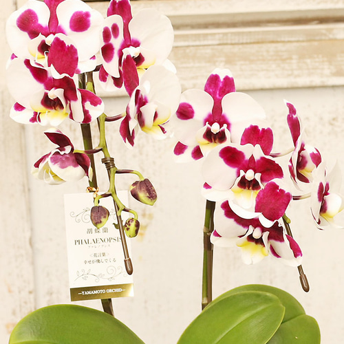 ファレノプシス ミディ 胡蝶蘭 ピンクと白の鉢花 ミディ胡蝶蘭 ピンク