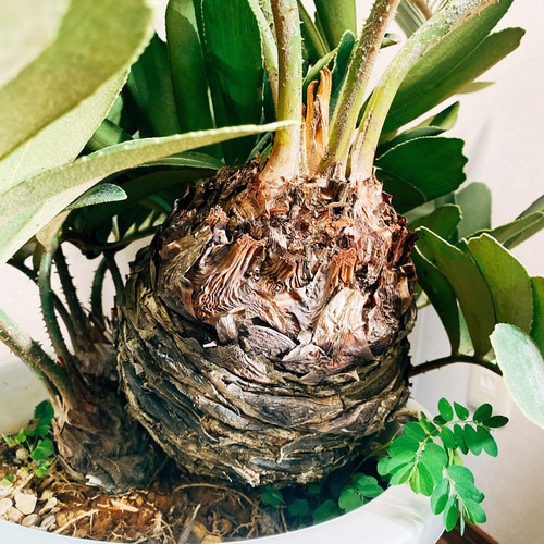現品］ザミア メキシコソテツ 蘇轍 観葉植物 大型 プラスチック鉢 10号