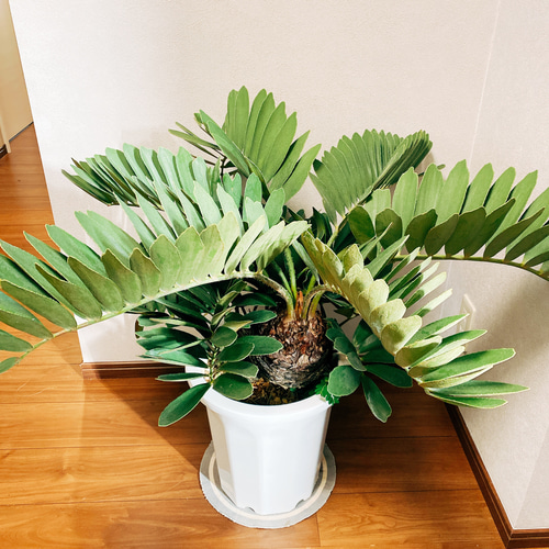 現品］ザミア メキシコソテツ 蘇轍 観葉植物 大型 プラスチック鉢 10号