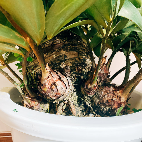 ［現品］E ザミア　メキシコソテツ　10号　観葉植物　大型　室内　蘇轍 現品］ザミア メキシコソテツ 蘇轍 観葉植物 大型 プラスチック鉢 10号