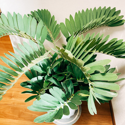 現品］ザミア メキシコソテツ 蘇轍 観葉植物 大型 プラスチック鉢 10号