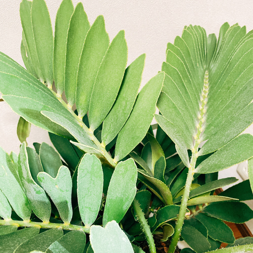［現品］E ザミア　メキシコソテツ　10号　観葉植物　大型　室内　蘇轍 現品］ザミア メキシコソテツ 蘇轍 観葉植物 大型 プラスチック鉢 10号