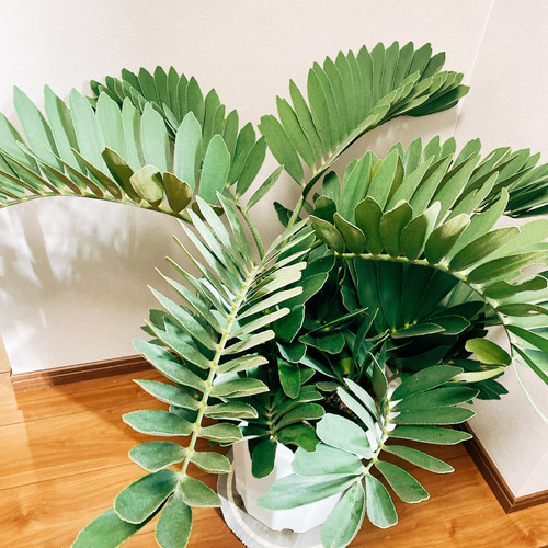 現品］ザミア メキシコソテツ 蘇轍 観葉植物 大型 プラスチック鉢 10号