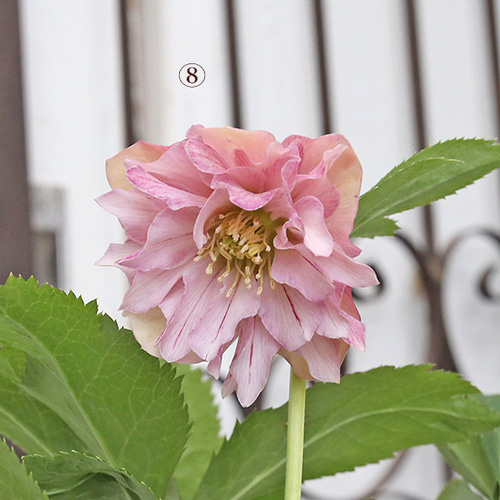 現品販売 花苗 クリスマスローズ 八重 一重 咲き 開花株 ピンク