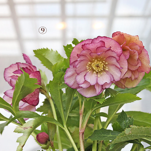 bonobono様ご購入苗㉖-166㉖-180クリスマスローズ 現品販売 花苗 クリスマスローズ 八重 一重 咲き 開花株 ピンク