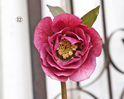 現品販売 花苗 クリスマスローズ 八重 一重 咲き 開花株 4号 多年草