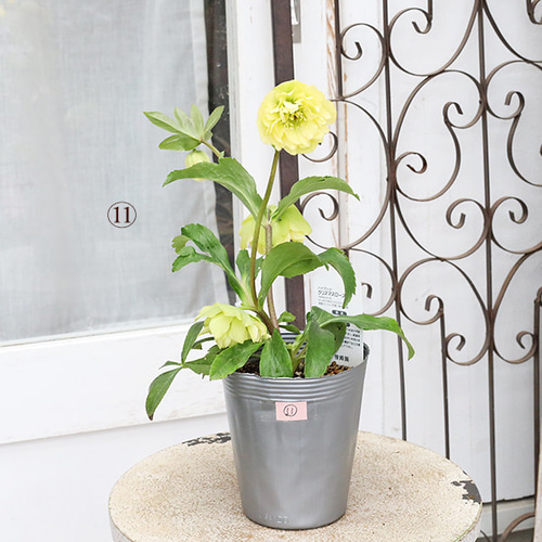現品販売 花苗 クリスマスローズ 八重 一重 咲き 開花株 4号 多年草