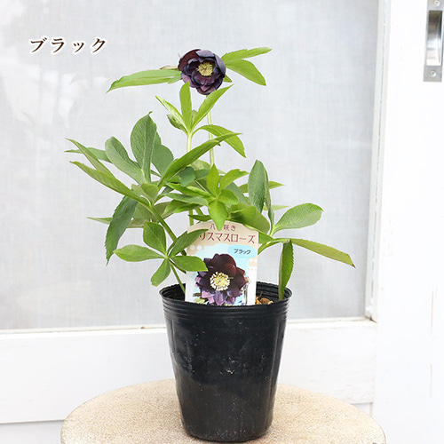 鉢花 八重咲き クリスマスローズ ダブル レッド イエロー 鉢花 八重咲き クリスマスローズ ダブル レッド イエロー