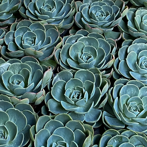 エケベリア 七福神 カット苗 多肉植物 succulent geek 通販