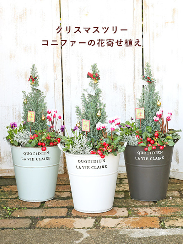 ①コニファー②チェッカーベリー寄せ植え 季節の花寄せ植え コニファー＆チェッカーベリー クリスマス