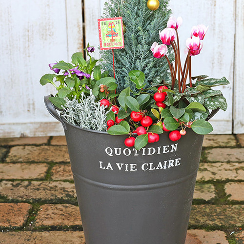 値下げしまた クリスマスツリー花寄せ植え コニファー 値下げしまた クリスマスツリー花寄せ植え コニファー