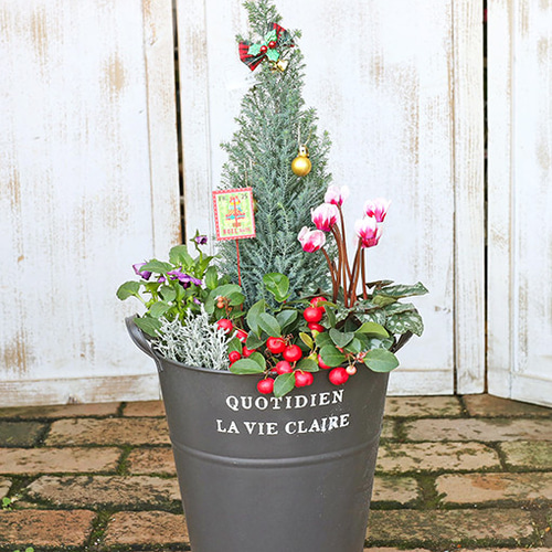 値下げしまた クリスマスツリー花寄せ植え コニファー＆チェッカー 