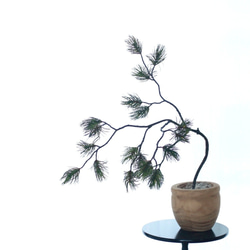 自分好みの樹形に　松（オンリーワングリーン　観葉植物） 3枚目の画像