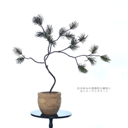 自分好みの樹形に　松（オンリーワングリーン　観葉植物） 1枚目の画像