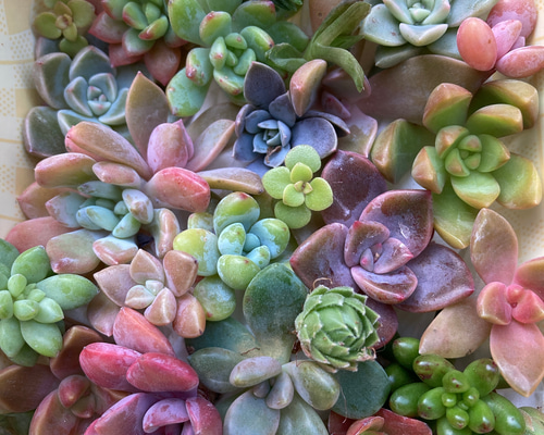 多肉植物カット苗 色々セット 多肉植物 はなちかちゃん 通販 14987744