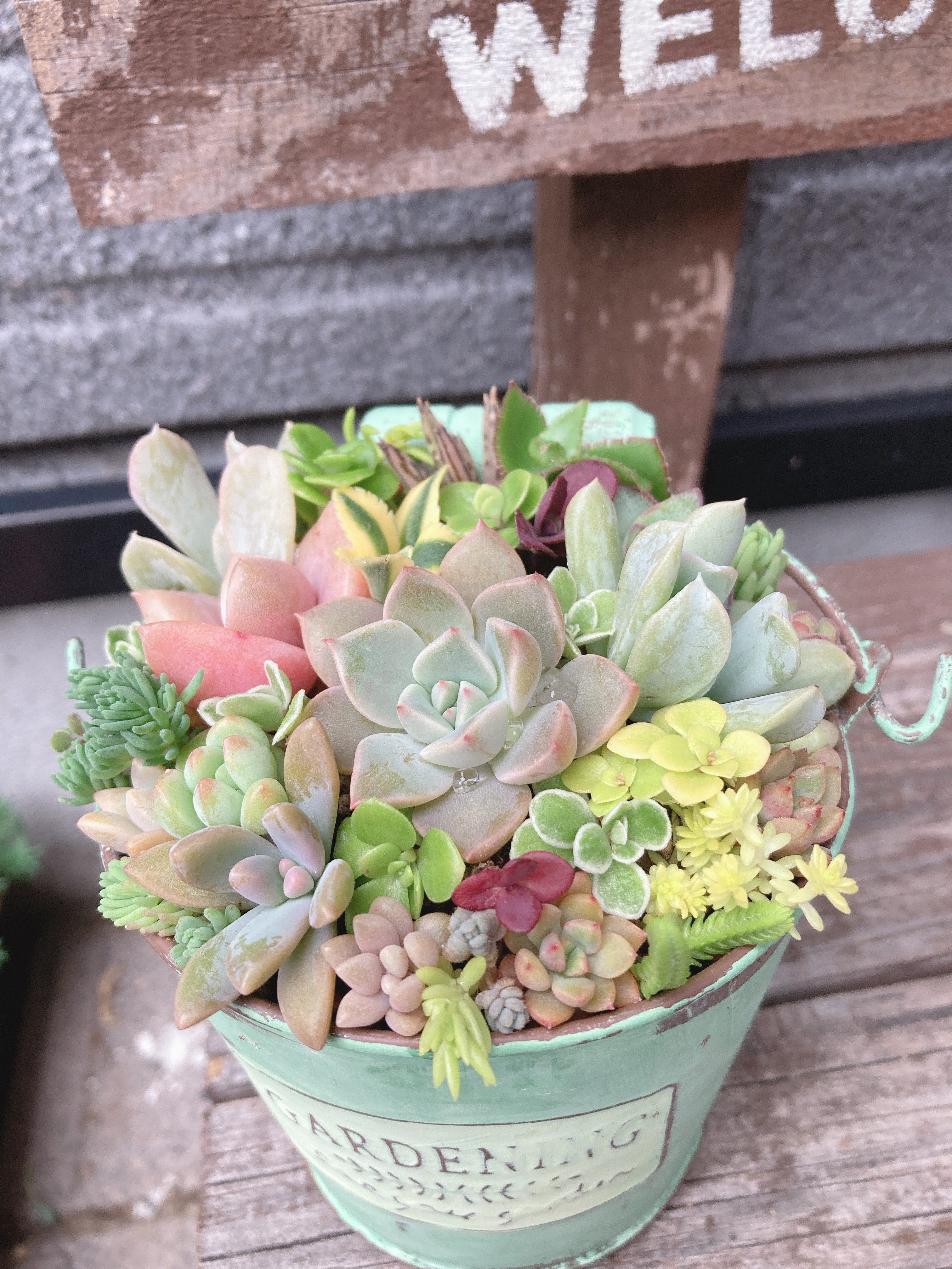 多肉  寄せ植え★flower 29car 水色★ 楽天市場】苗 夏 ギフト プレゼント 多肉植物 寄せ植え コスモ