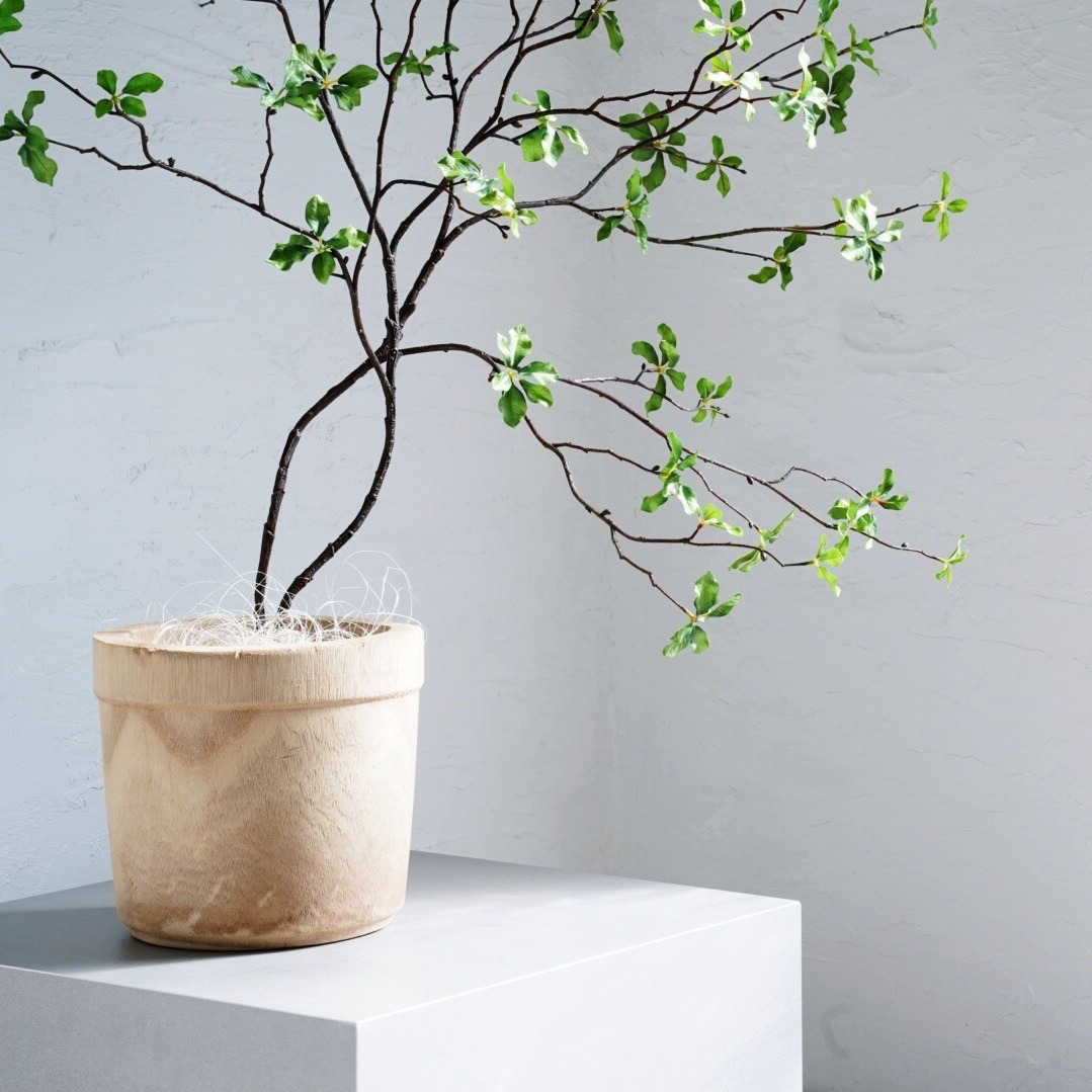 ドウダンツツジ,植物/観葉植物 ドウダンツツジ,植物/観葉植物 【公式通販】