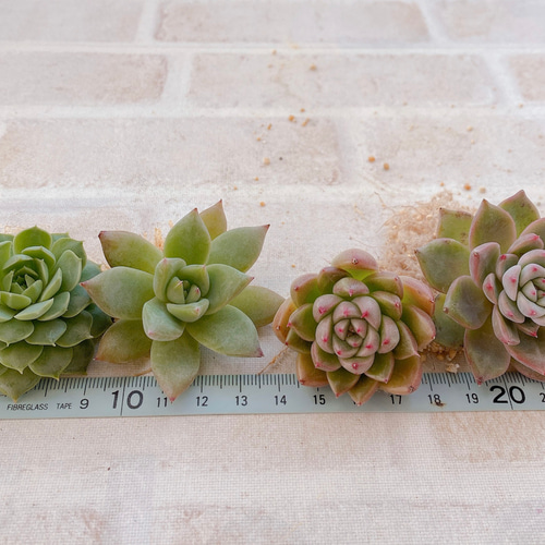 ブルーバード 韓国苗 カット苗 大きめ 多肉植物