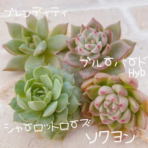 ブルーバード 大きめ苗 韓国苗 多肉植物