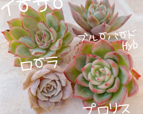 42dedf96f111408c3463ffae7b3850