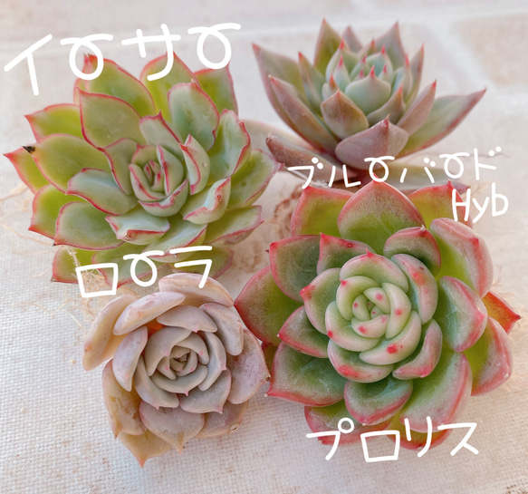 スリラーパール(大苗)◎多肉植物 カット苗 韓国苗 エケベリア等