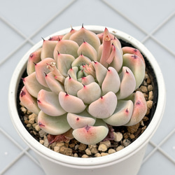 コロラータ×ざわわ おらい苗 青札 多肉植物 多肉植物 kanomarihome