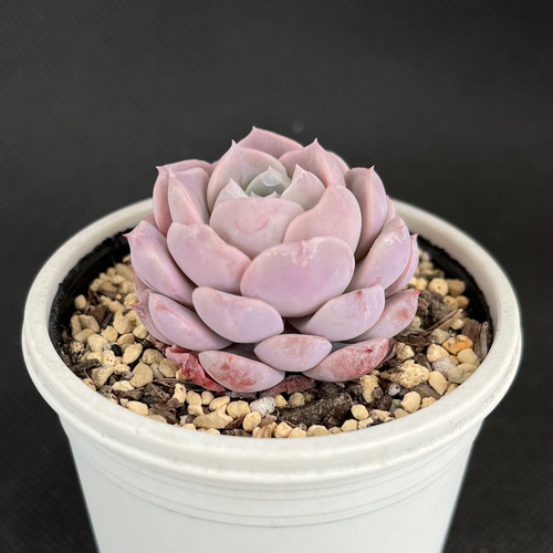 アメイジンググレイス 多肉植物 多肉植物 kanomarihome 通販 14989166