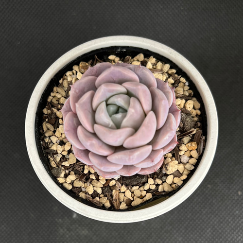 アメイジンググレイス 多肉植物 多肉植物 kanomarihome 通販 14989166