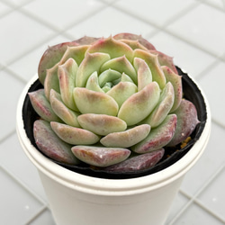 プルビナータ フロスティ 綴化 多肉植物 多肉植物 kanomarihome 通販