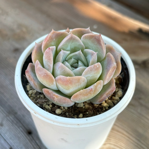 サラン 多肉植物 多肉植物 kanomarihome 通販 14989181|Creema サラン 多肉植物 多肉植物 kanomarihome 通販 14989181|Creema