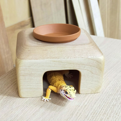 爬虫類　角型シェルター　1 Amazon | Archnote 爬虫類 シェルター 亀 陸地 浮島 隠れ家