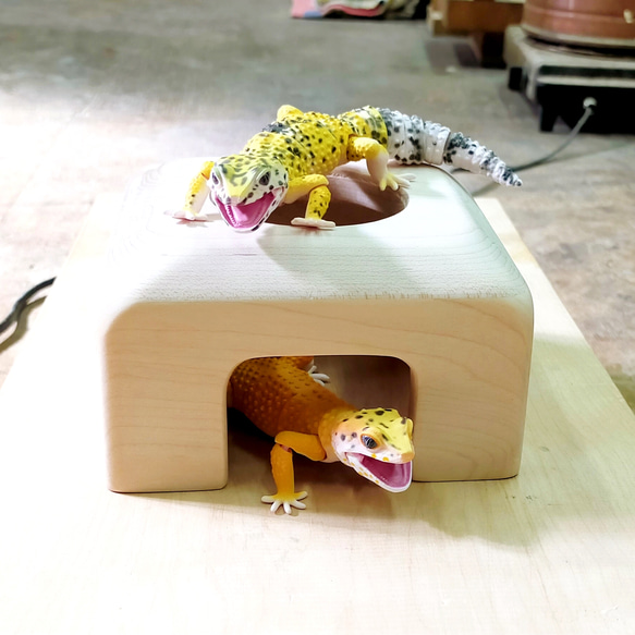 爬虫類  天然オーク木のシェルター ／Natural Oak Shelter for Gecko 3枚目の画像