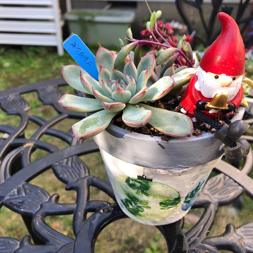 多肉植物』クリスマス（小）素焼き鉢 多肉植物 虎っぺ 通販 14989834