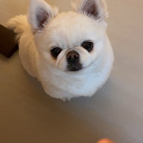 ピーちゃん様オーダー品（愛犬フレームポエム君、ジュエル君、ゆわ 