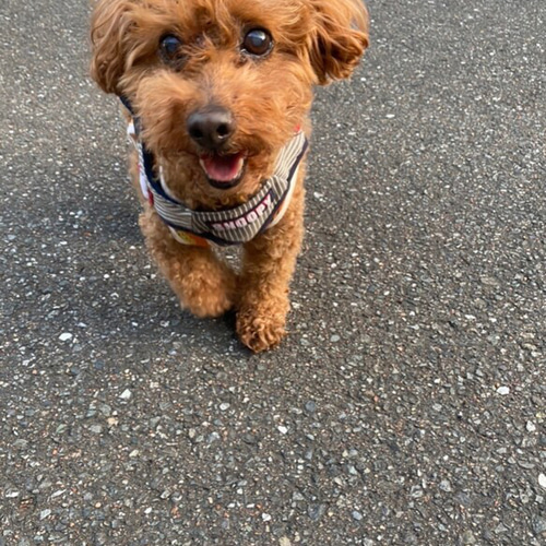 ピーちゃん様オーダー品（愛犬フレームポエム君、ジュエル君、ゆわ 