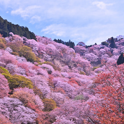 【1年の締めくくりに】山桜・20㎝　ノスタルジックな音響く職人手作り無垢材スマホスピーカー 7枚目の画像