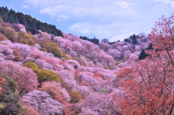 【1年の締めくくりに】山桜・20㎝　ノスタルジックな音響く職人手作り無垢材スマホスピーカー 7枚目の画像