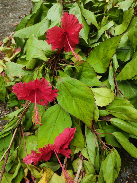 屋久島の草木染めオーガニックコットンストール（ハイビスカス染めカフェオレブラウン） 12枚目の画像