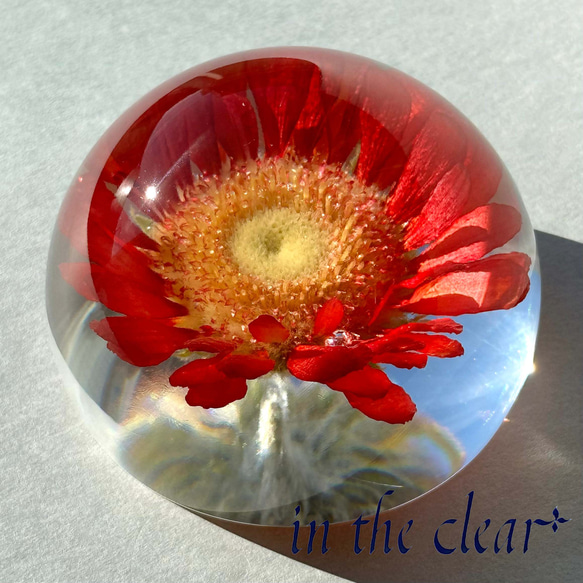 植物標本 ガーベラ オレンジ レジン 7センチ半球体 ハーバリウム
